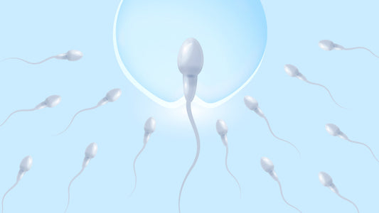 How to make sperm stronger for pregnancy